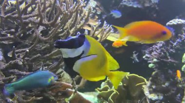 Akvaryumda yüzen balıkların detaylı pullarını, yüzgeçlerini, renklerini, hareketlerini ve kontrollü bir su ortamında su ortamını gösteren yakın çekim..