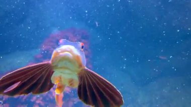 Akvaryumda yüzen balıkların detaylı pullarını, yüzgeçlerini, renklerini, hareketlerini ve kontrollü bir su ortamında su ortamını gösteren yakın çekim..