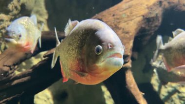 Tatlı su nehrindeki piranha balığının sualtı görüntüsü yana sıkışmış vücutlarını, keskin dişli güçlü çenelerini ve doğal yaşam alanındaki okul davranışlarını gösteriyor. 