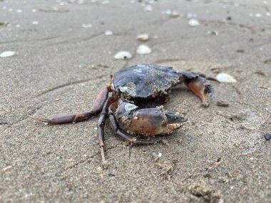Ölü yaygın kıyı yengeci, Estuary boyunca kumlu sahilde uzanır. Deniz kabuğu bacakları, ıslak kum tanelerine ve gelgit suyu kenarlarına karşı pençeleri görünür..