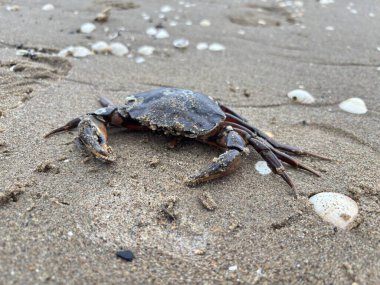 Ölü yaygın kıyı yengeci, Estuary boyunca kumlu sahilde uzanır. Deniz kabuğu bacakları, ıslak kum tanelerine ve gelgit suyu kenarlarına karşı pençeleri görünür..