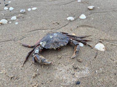 Ölü yaygın kıyı yengeci, Estuary boyunca kumlu sahilde uzanır. Deniz kabuğu bacakları, ıslak kum tanelerine ve gelgit suyu kenarlarına karşı pençeleri görünür..