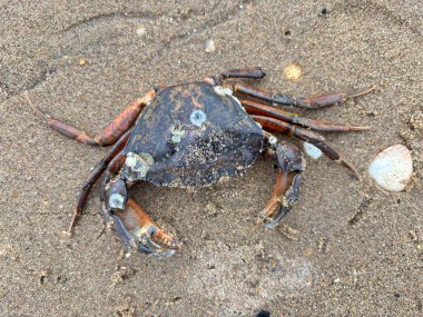 Ölü yaygın kıyı yengeci, Estuary boyunca kumlu sahilde uzanır. Deniz kabuğu bacakları, ıslak kum tanelerine ve gelgit suyu kenarlarına karşı pençeleri görünür..