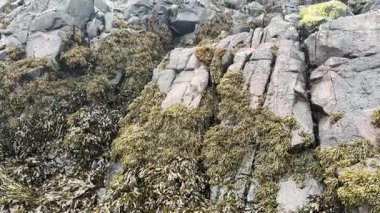 İskoçya, Edinburgh yakınlarındaki Forth Estuary 'deki deniz manzarasını kapatın..