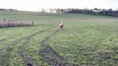 Küçük Shetland midillisi kışın İskoçya 'nın kırsalında otlak bir arazide yürüyor..