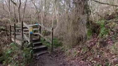 Woodland patikası Hareshaw Burnu 'nun yanında yürüyor Bellingham yakınlarında nehir kenarındaki patikayı gösteriyor ağaçlar ve kırsal arazi koşulları İngiltere' nin Northumberland kırsalında.