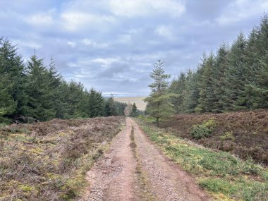 İskoçya sınırlarındaki Hartside Tepesi 'ndeki ağaçların manzara manzarası kışın kırsal çevresi olan İskoçya Lammermuir Tepeleri.