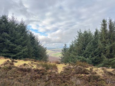 İskoçya sınırlarındaki Hartside Tepesi 'ndeki ağaçların manzara manzarası kışın kırsal çevresi olan İskoçya Lammermuir Tepeleri.