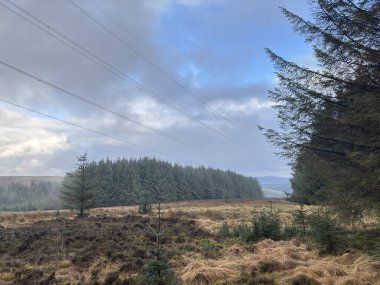 İskoçya sınırlarındaki Hartside Tepesi 'ndeki ağaçların manzara manzarası kışın kırsal çevresi olan İskoçya Lammermuir Tepeleri.