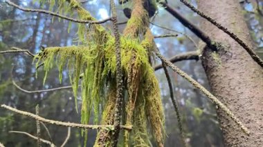 İskoçya 'nın Hartside Hill bölgesindeki orman arazisinde ağaçlar, yamaçlar, hendekler ve doğal manzaralar yer alıyor.
