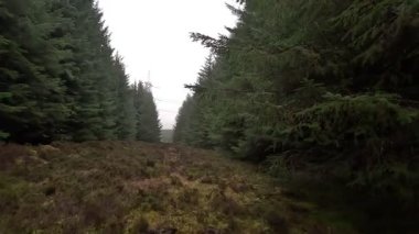 İskoçya 'nın Hartside Hill bölgesindeki orman arazisinde ağaçlar, yamaçlar, hendekler ve doğal manzaralar yer alıyor.