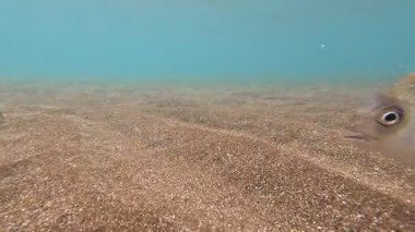 Yaz günü İtalya 'da yüzen balıklarla birlikte kumlu deniz tabanının üzerinde sığ sularda yüzen bir manzara..