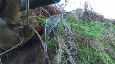 Perthshire İskoçya 'nın çimenli yamacında donmuş yağmurun oluşturduğu kalın, berrak buzla kaplı çimen yaprakları her bir bıçağın üzerinde şeffaf bir kaplama ile kış havası koşullarını gösteriyor..