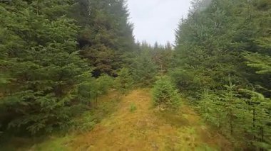 İskoçya 'daki Ochil Hills' teki Kara Kanun Tepesi 'nde ağaçlara kurulmuş ahşap kulübeler. Kırsal ahşap bina da dahil olmak üzere, yamaçlarda yuvarlanan panoramik arazi manzarası vadi arazisi ve aşağıdaki tarım arazisi de dahil..