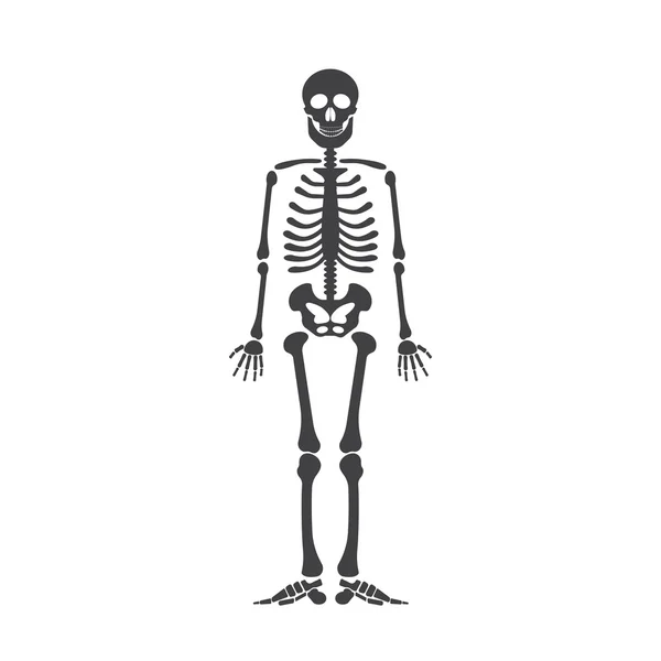 Szkielet anatomia człowieka. Wektor skeleton halloween czarno na białym tle — Wektor stockowy