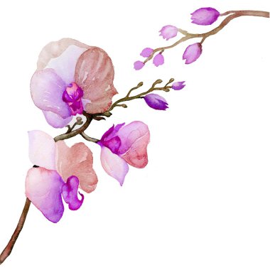 Orkide suluboya mavi mor 