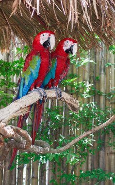 İki Amerika papağanı papağan 