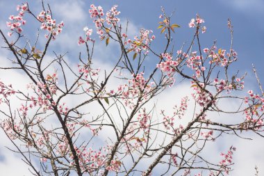 Güzel sakura ağacı.