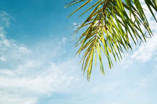 Folha de palma sobre fundo céu azul — Fotografia de Stock