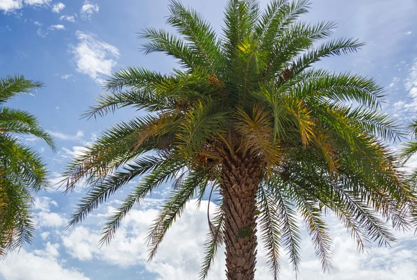 Palmeira exuberante — Fotografia de Stock