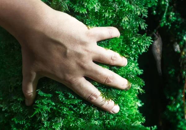 human hand over moss
