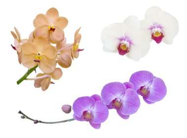 Orkide dallar üzerinde beyaz izole