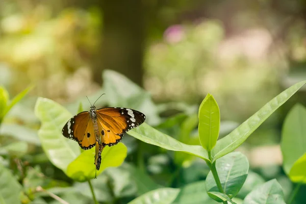 Papillon orange sur feuille — Photo