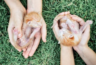 Elinde iki newborn yavru kedi