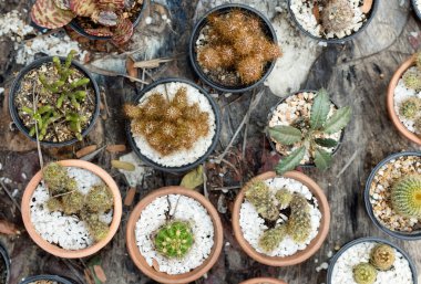 kaktüsler ve succulents eski ahşap tablo