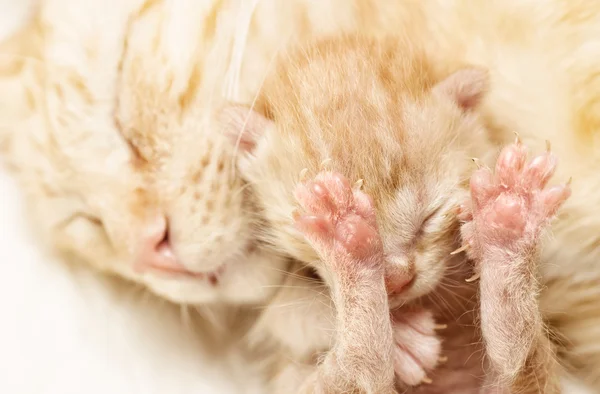 Chaton nouveau-né avec chat mère — Photo