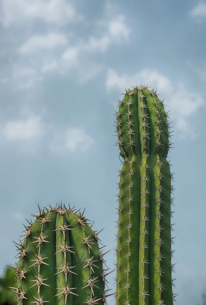 Cactus HDR contra el cielo azul — Foto de Stock