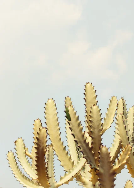 Gefilterde cactus tegen blauwe hemel — Stockfoto