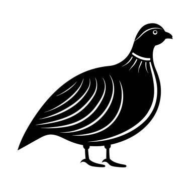 Düz Bıldırcın Zemin Kuş Görüntü Sanatı