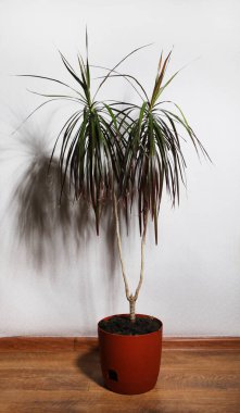 Dracena yeşili saksıda