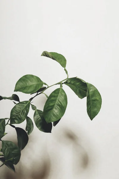Grüne Pflanze Topf Heimische Pflanze — Stockfoto