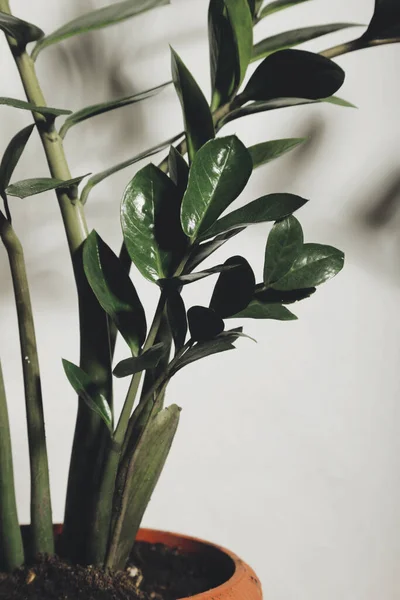ポット内のザミアンカシス緑の植物 — ストック写真