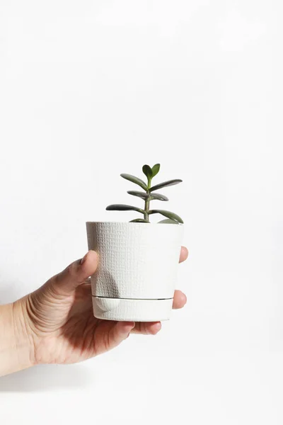Jade Plant Pot — Stock Photo, Image