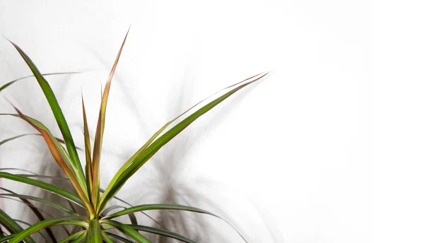 Dracaena Groene Plant Pot — Stockfoto