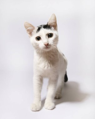 Beyaz halıdaki tekir kedi