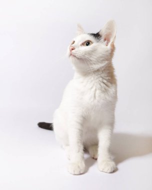 Beyaz halıdaki tekir kedi