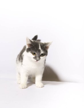 Beyaz halıdaki tekir kedi