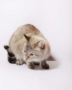 Beyaz halıdaki tekir kedi