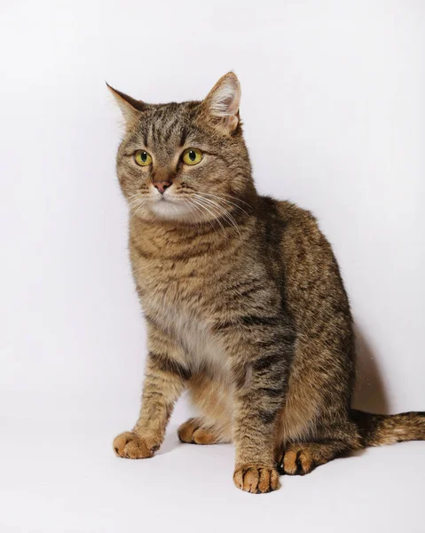 Tabby Katze Auf Dem Weißen Teppich — Stockfoto