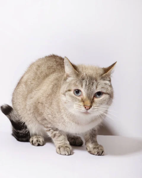 화이트 카펫에 고양이 고양이 — 스톡 사진