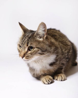 Beyaz halıdaki tekir kedi