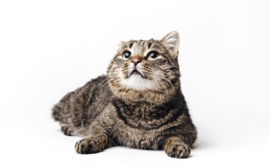 Beyaz arka planda sevimli kedi hayvan