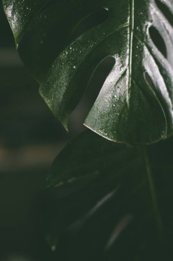 Monstera yapraklarının eve yakın görüntüsü.