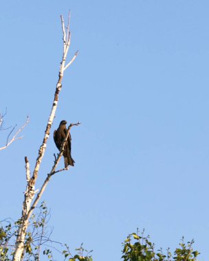 Ağaçtaki kuş mavi gökyüzü arkaplanına karşı