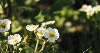 Baharda çiçek açan çileğin yakın plan görüntüsü 