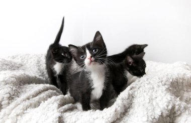 Beyaz arka planda izole edilmiş sevimli küçük kedi yavruları.